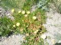 Carpobrotus edulis